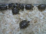 želva zelenavá (Testudo hermanni)