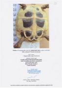 příloha k registračnímu listu obsahující fotografii želvy