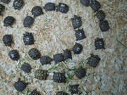 želva zelenavá (Testudo hermanni)